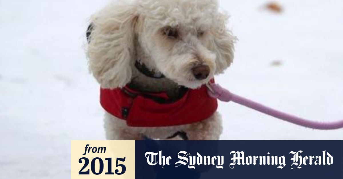 Hachi store supplies high fashion for dogs